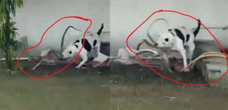 वफादार पिटबुल जेनी