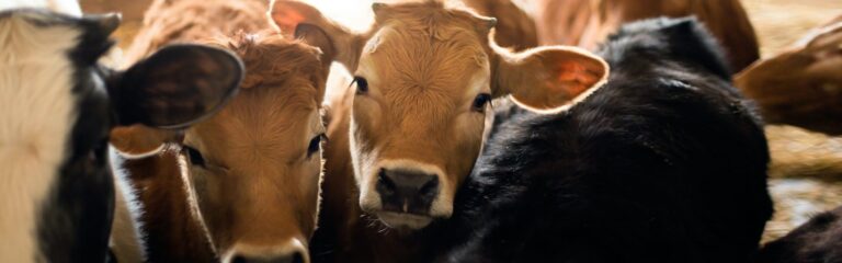 गौवंश की खाल