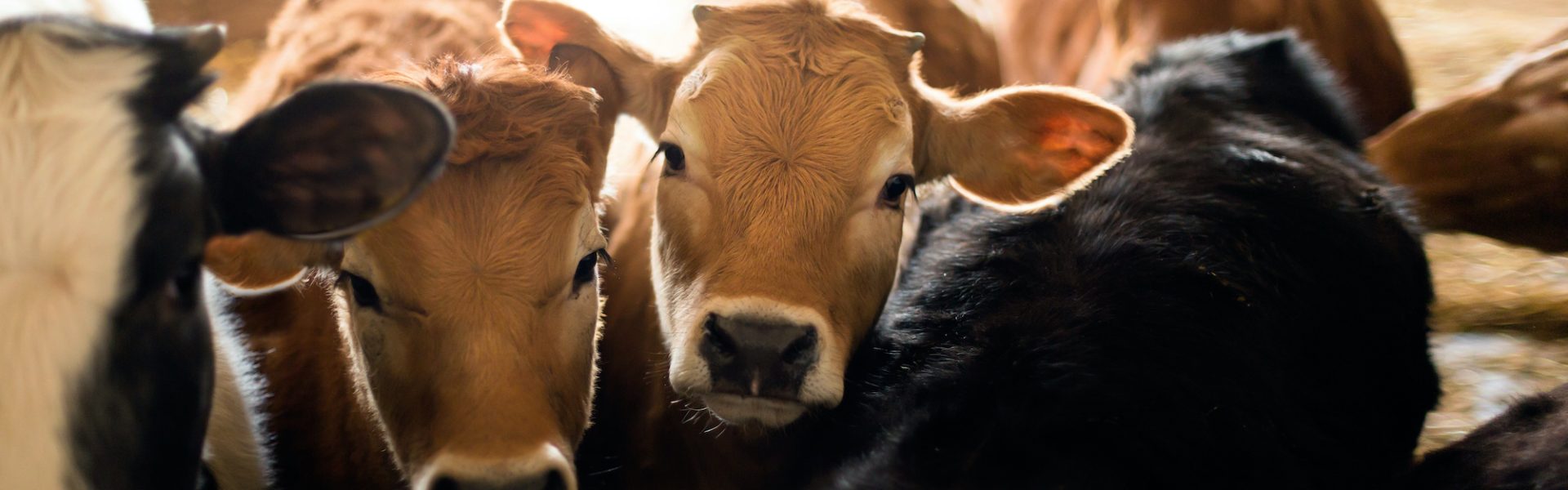 गौवंश की खाल