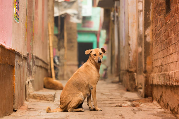 झाँसी न्यूज़